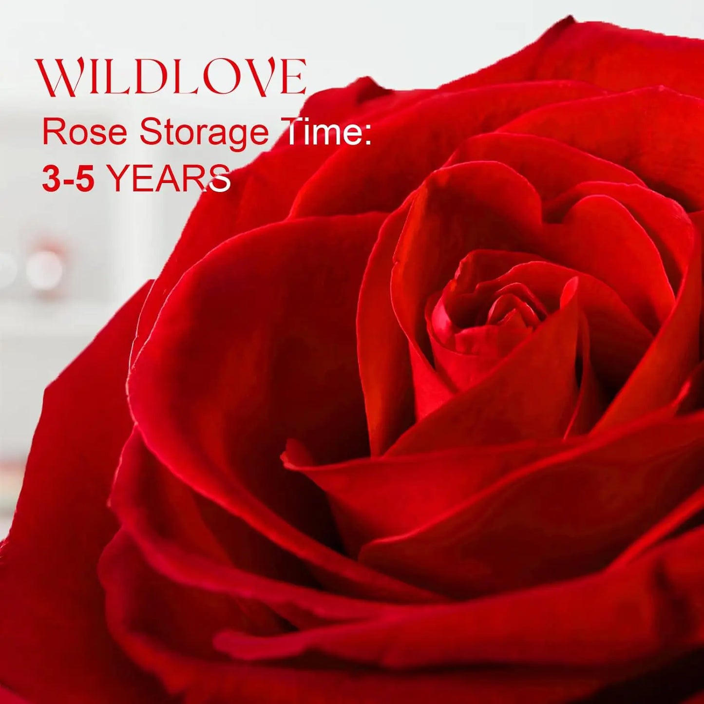 WildLove Preserved Real Rose with I Love You Necklace